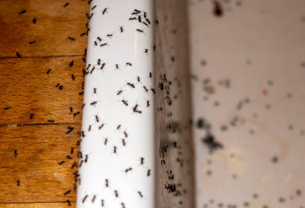 Best Best Pest Control Companies  in Concordia, NJ