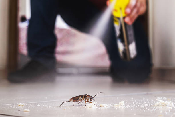 Wasp Removal Services in Concordia, NJ